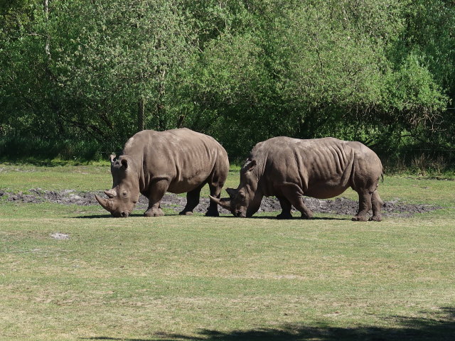 Breitmaulnashörner im Givskud Zoo in Give (20. Mai)