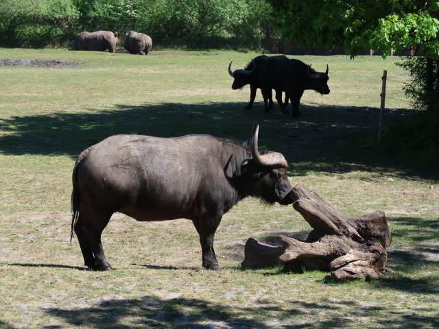 Afrikanische Büffel im Givskud Zoo in Give (20. Mai)