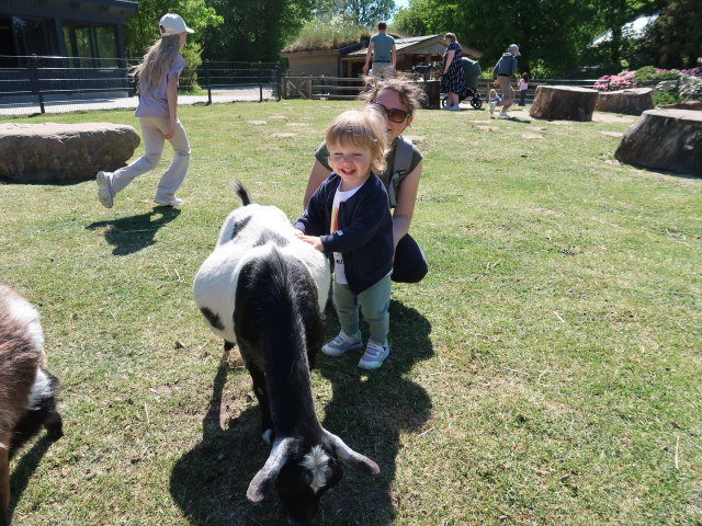 Nils und Sabine bei den Streichelziegen im Givskud Zoo in Give (20. Mai)