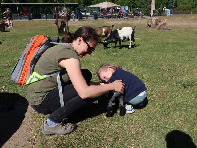 Sabine und Nils bei den Streichelziegen im Givskud Zoo in Give (20. Mai)