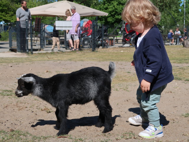 Nils bei den Streichelziegen im Givskud Zoo in Give (20. Mai)