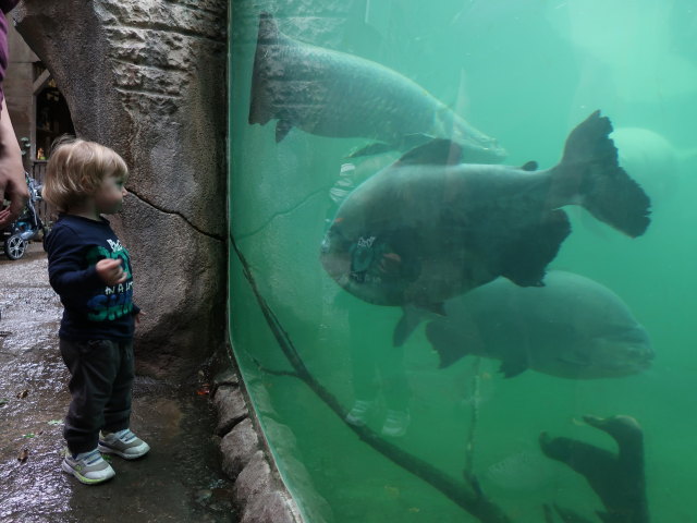 Nils in Südamerika in Randers Regnskov (23. Mai)