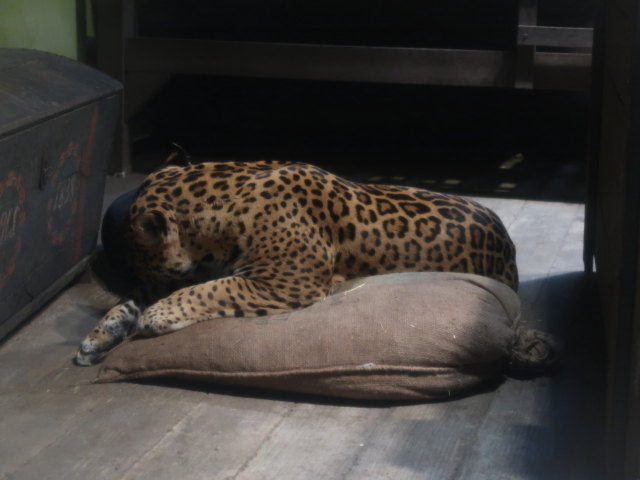 Südamerika in Randers Regnskov (23. Mai)