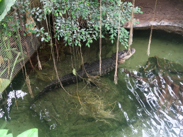 Südamerika in Randers Regnskov (23. Mai)