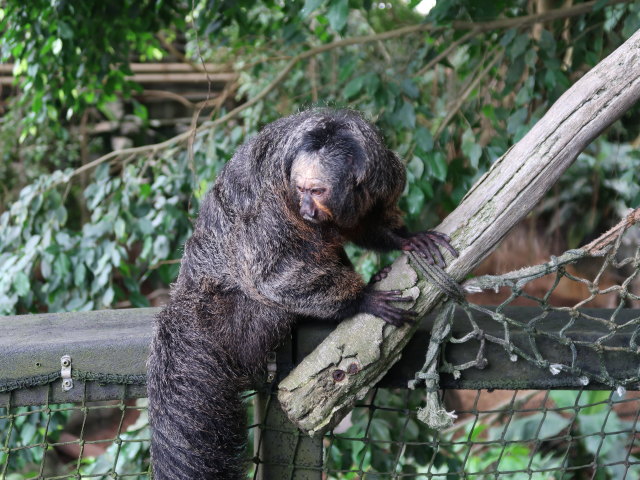 Südamerika in Randers Regnskov (23. Mai)