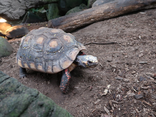 Südamerika in Randers Regnskov (23. Mai)