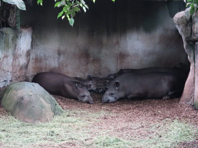 Südamerika in Randers Regnskov (23. Mai)