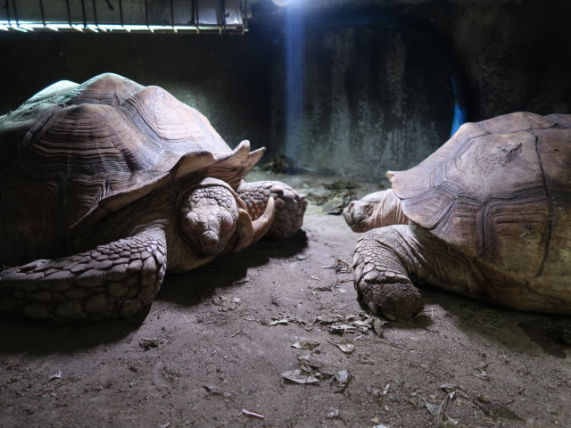 Südamerika in Randers Regnskov (23. Mai)