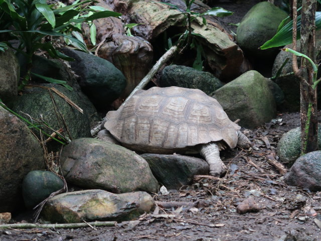 Südamerika in Randers Regnskov (23. Mai)