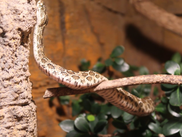 Südamerika in Randers Regnskov (23. Mai)