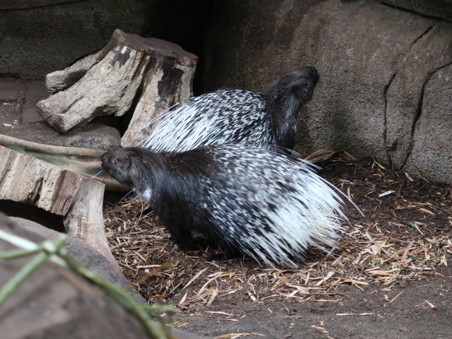 Asien in Randers Regnskov (23. Mai)