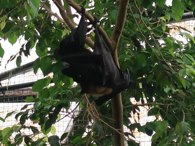 Asien in Randers Regnskov (23. Mai)