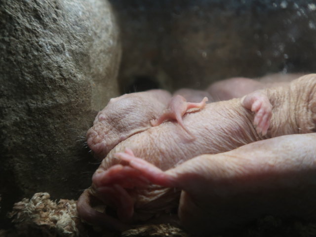 Afrika in Randers Regnskov (23. Mai)