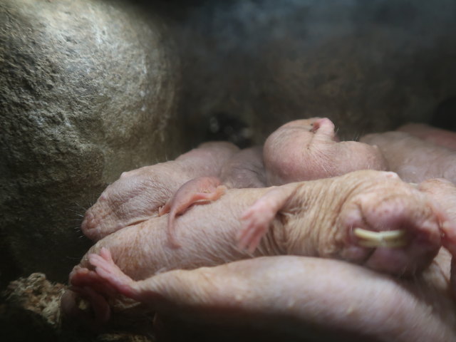 Afrika in Randers Regnskov (23. Mai)