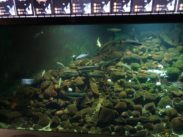 Nordsøen Oceanarium in Hirtshals (25. Mai)