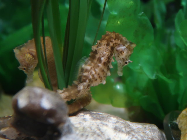 Nordsøen Oceanarium in Hirtshals (25. Mai)