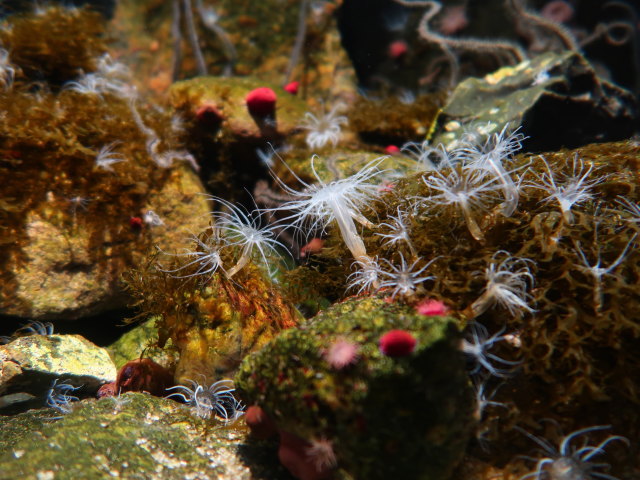 Nordsøen Oceanarium in Hirtshals (25. Mai)