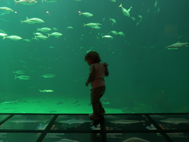 Nils im Nordsøen Oceanarium in Hirtshals (25. Mai)