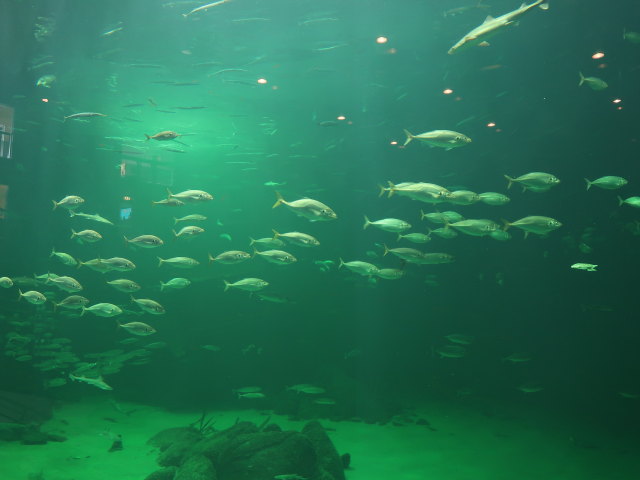 Nordsøen Oceanarium in Hirtshals (25. Mai)