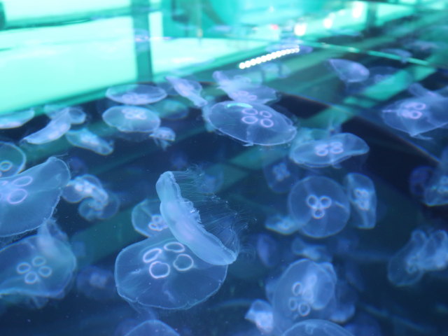 Nordsøen Oceanarium in Hirtshals (25. Mai)