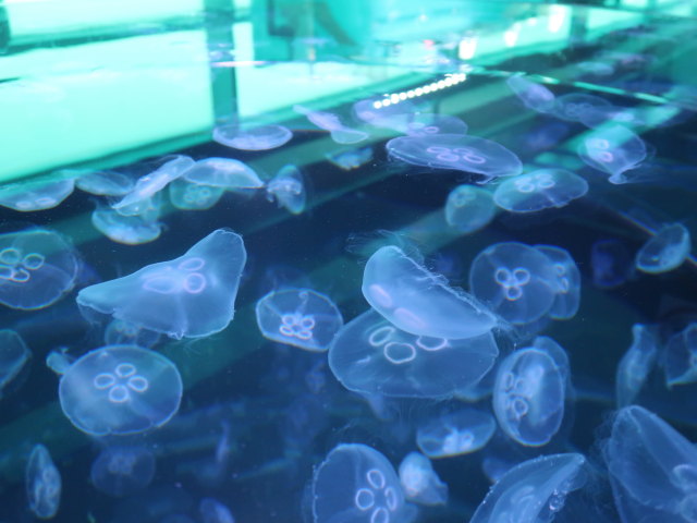 Nordsøen Oceanarium in Hirtshals (25. Mai)