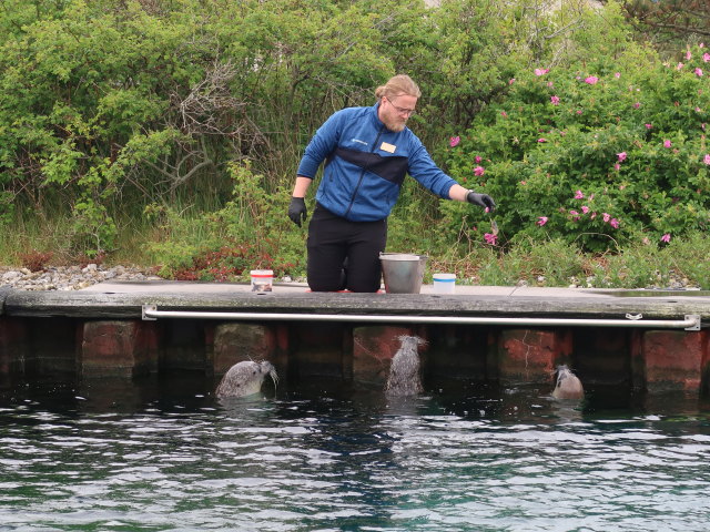 Robbenbecken im Nordsøen Oceanarium in Hirtshals (25. Mai)