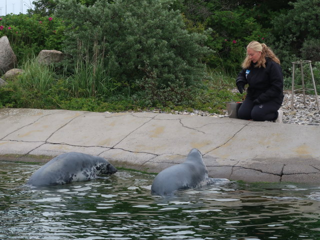 Robbenbecken im Nordsøen Oceanarium in Hirtshals (25. Mai)