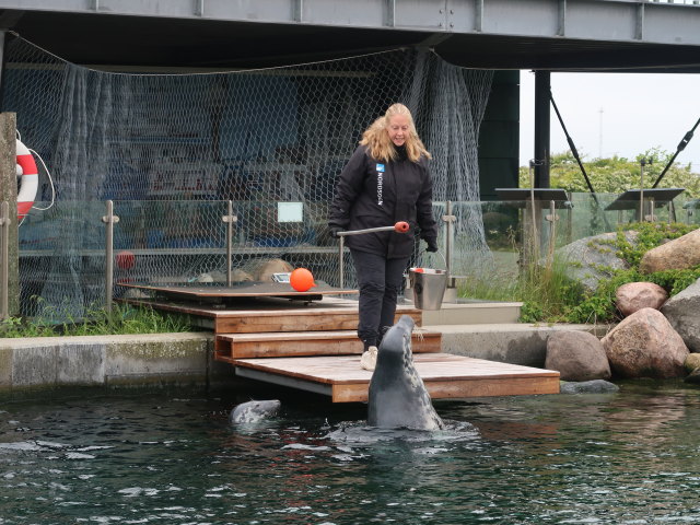 Robbenbecken im Nordsøen Oceanarium in Hirtshals (25. Mai)