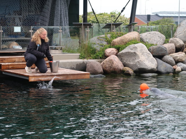 Robbenbecken im Nordsøen Oceanarium in Hirtshals (25. Mai)