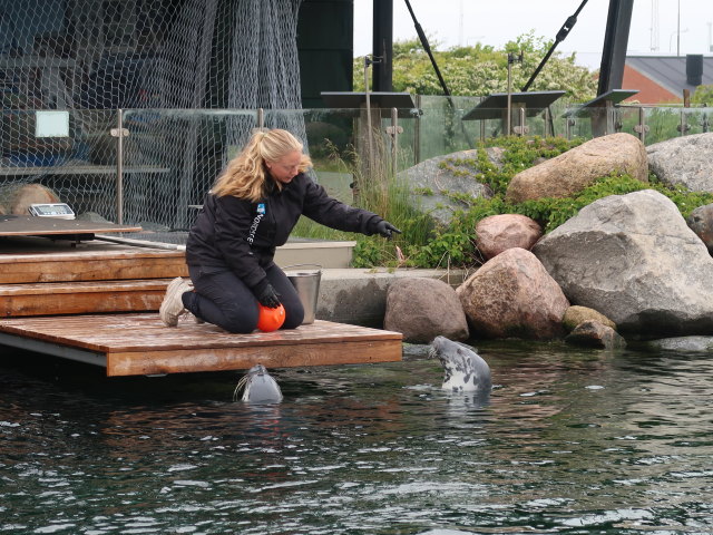 Robbenbecken im Nordsøen Oceanarium in Hirtshals (25. Mai)