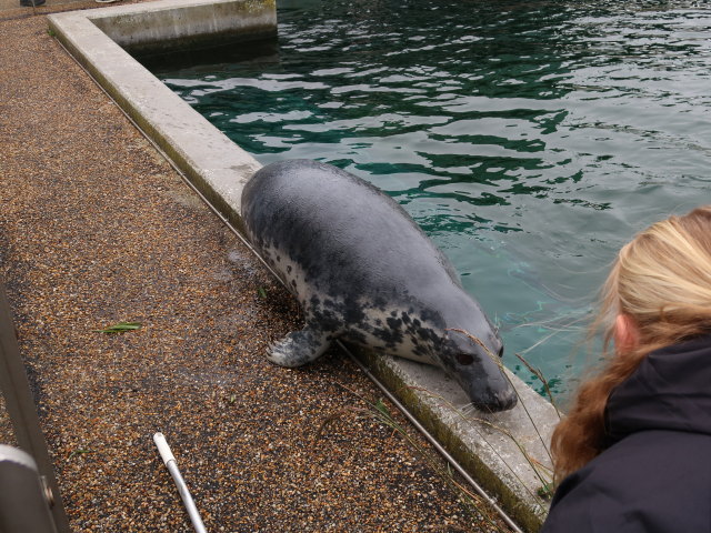 Robbenbecken im Nordsøen Oceanarium in Hirtshals (25. Mai)