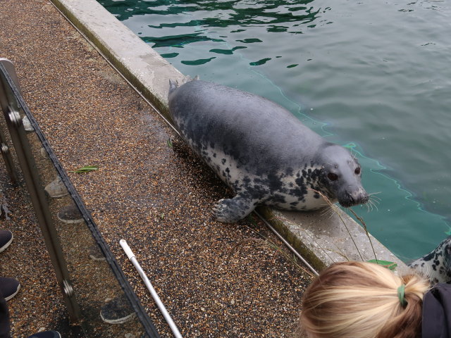 Robbenbecken im Nordsøen Oceanarium in Hirtshals (25. Mai)