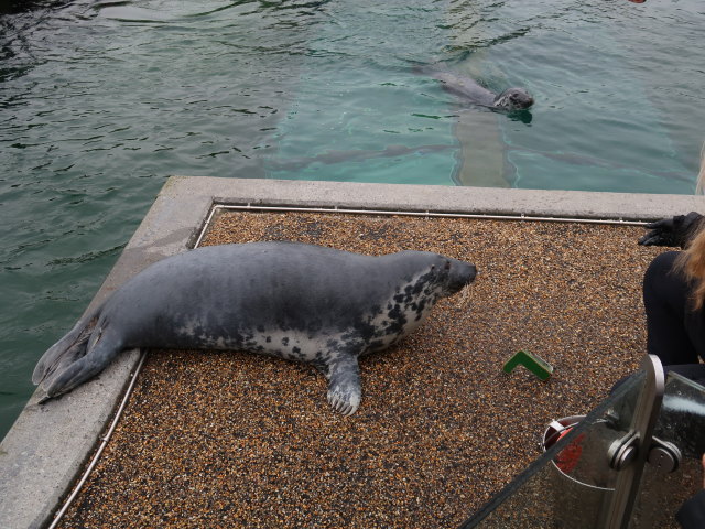 Robbenbecken im Nordsøen Oceanarium in Hirtshals (25. Mai)