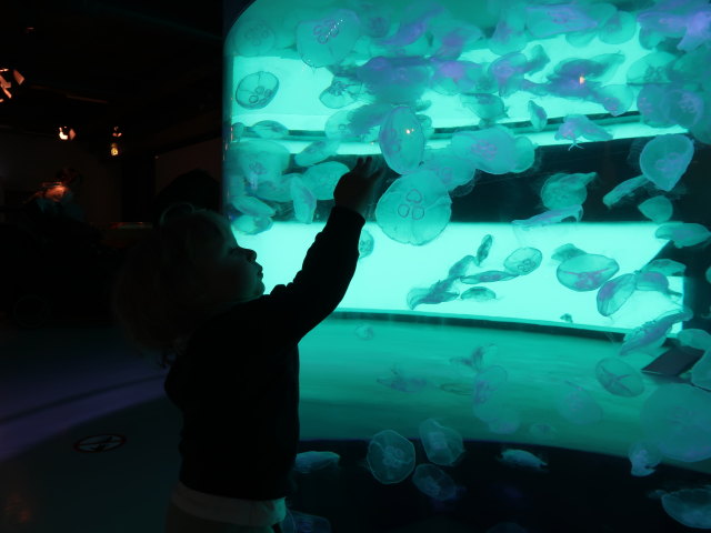Nils im Nordsøen Oceanarium in Hirtshals (25. Mai)
