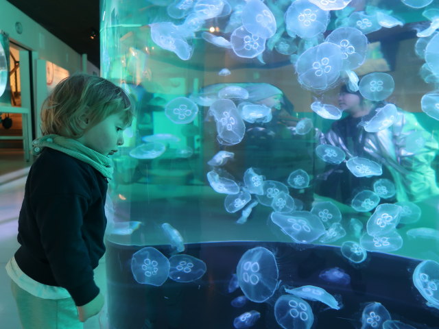 Nils im Nordsøen Oceanarium in Hirtshals (25. Mai)