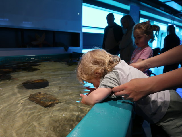Nils im Nordsøen Oceanarium in Hirtshals (25. Mai)