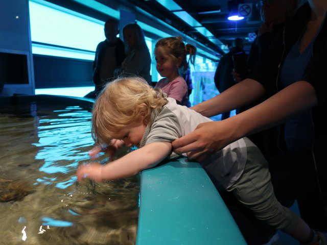 Nils im Nordsøen Oceanarium in Hirtshals (25. Mai)