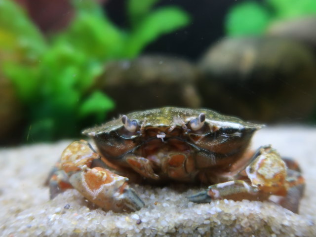 Nordsøen Oceanarium in Hirtshals (25. Mai)