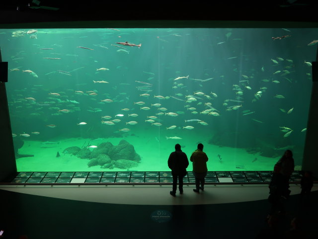 Nordsøen Oceanarium in Hirtshals (25. Mai)