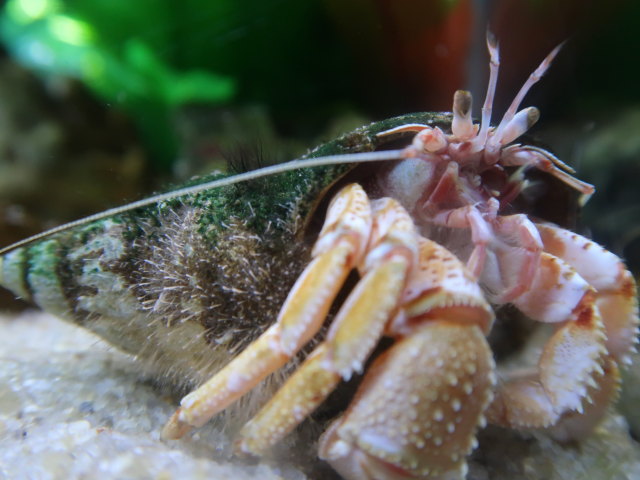 Nordsøen Oceanarium in Hirtshals (25. Mai)