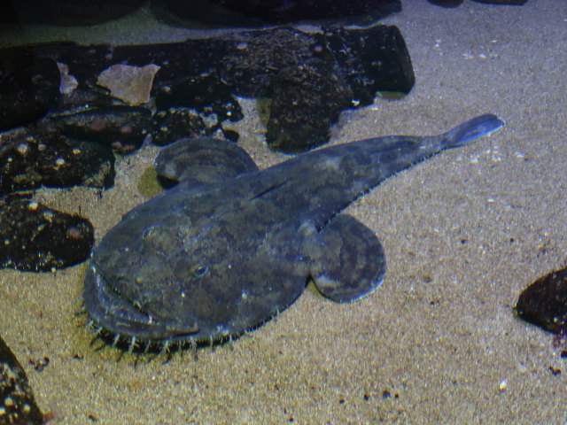 Nordsøen Oceanarium in Hirtshals (25. Mai)