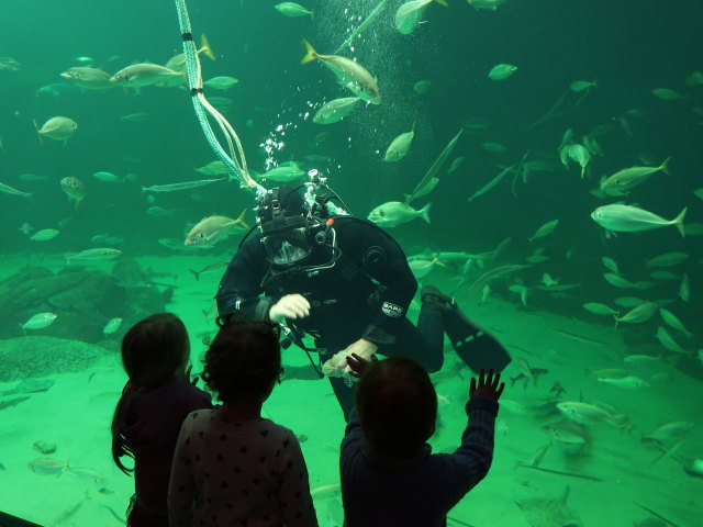 Nordsøen Oceanarium in Hirtshals (25. Mai)