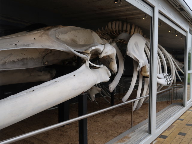 Nordsøen Oceanarium in Hirtshals (25. Mai)