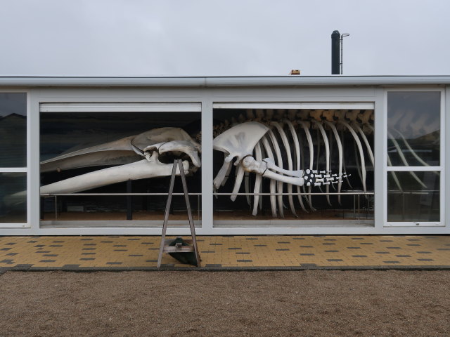 Nordsøen Oceanarium in Hirtshals (25. Mai)