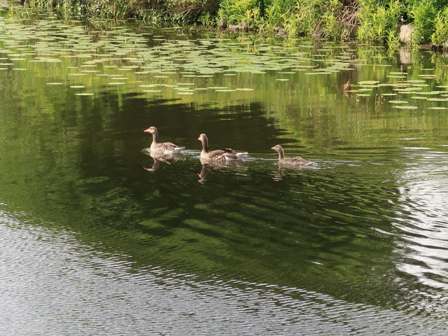 Botanisk Have in København (2. Juni)