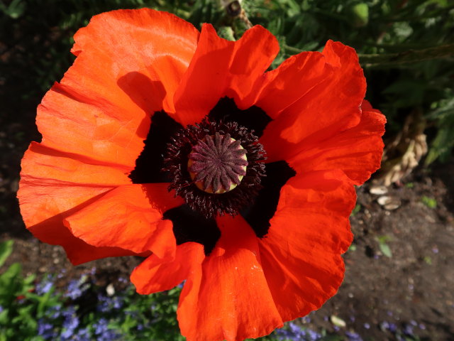 Kongens Have in København (2. Juni)
