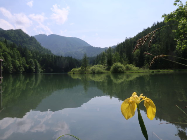 Schafferteich, 891 m (9. Juni)