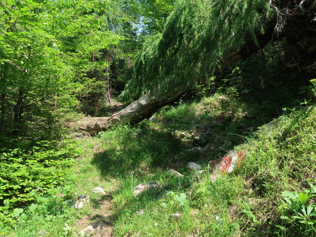 zwischen Weingartalm und Halterhüttental (10. Juni)