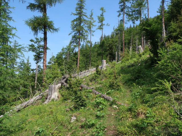 zwischen Weingartalm und Halterhüttental (10. Juni)