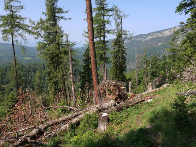 zwischen Weingartalm und Halterhüttental (10. Juni)